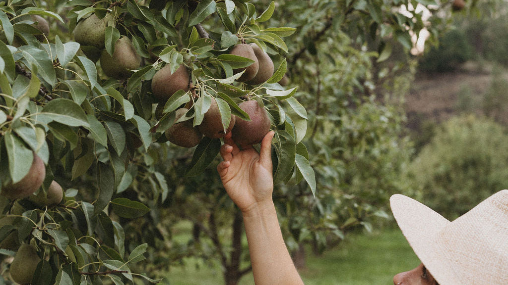 Récolte de fruits dans un verger illustrant la provenance des ingrédients naturels