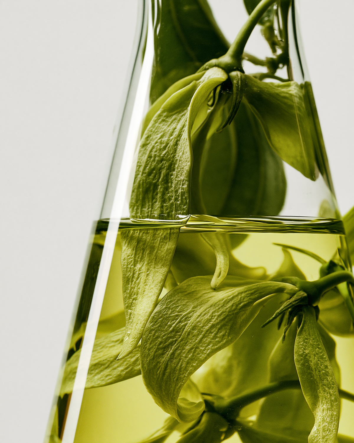 Feuilles végétales illustrant les ingrédients d’origine naturelle en cosmétique